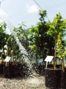 08765975-683x1024.jpg (1)