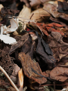 Chinese herbs Chinese herbal medicine