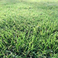 grass-966409_1920-1500x1125