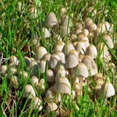 nature-3091426_1920-1500x900